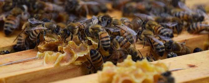蜜蜂怎么秋繁速度更快 夏季蜜蜂怎样快速繁蜂