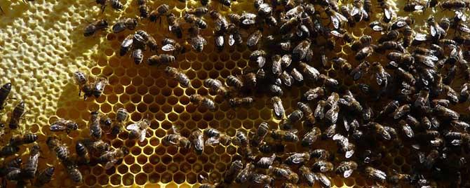 蜜蜂秋繁21天能安全越冬吗 蜜蜂什么时候过冬