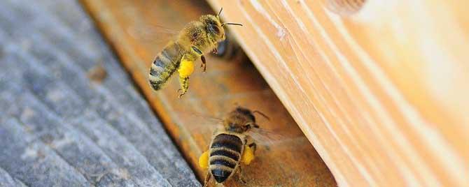 蜜蜂秋繁几脾开繁最合适 中蜂秋繁几脾蜂好
