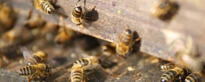 蜜蜂秋繁可以加巢脾吗 蜜蜂什么时候可以加巢脾