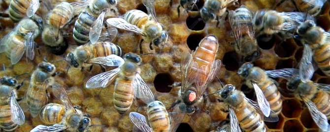 山东蜜蜂秋繁什么时候开始 山东地区蜜蜂秋繁的时间