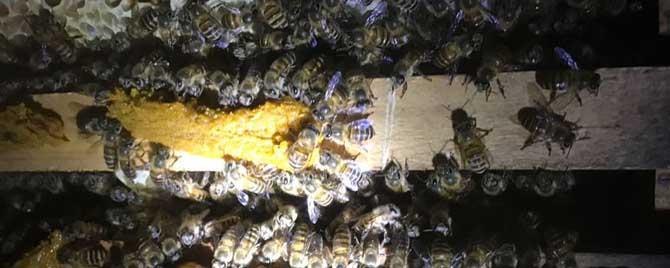 冬季蜜蜂为什么死那么多 冬天为什么蜜蜂死的多
