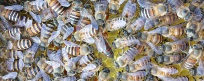 冬天中蜂为什么很多死在蜂箱里面 冬天中蜂为什么很多死在蜂箱里