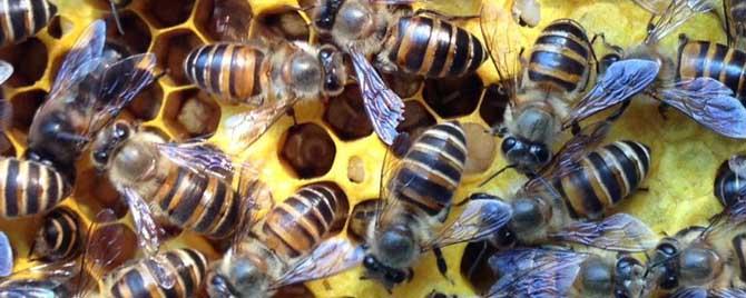 蜂箱每天都有死蜂正常吗 冬季大量死蜂怎么回事