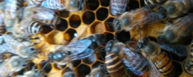 蜜蜂的冬眠方式是什么 蜜蜂的过冬方式是冬眠