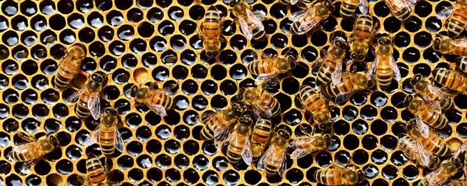 蜜蜂冬天死亡的原因有哪些 蜜蜂冬天死亡是什么原因