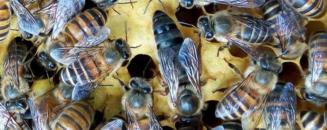 中蜂怎么越冬 中蜂冬天爬出来是怎么回事
