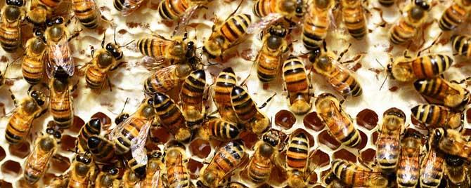 像蜜蜂一样过冬的动物有哪些 蜜蜂属于冬眠动物吗