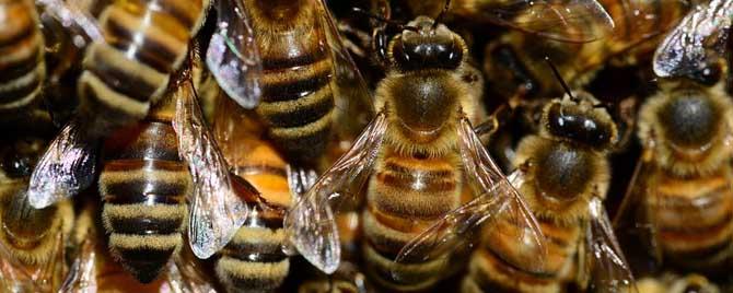 天冷蜜蜂会冻死吗 怎么防止蜜蜂冬天出来冻死