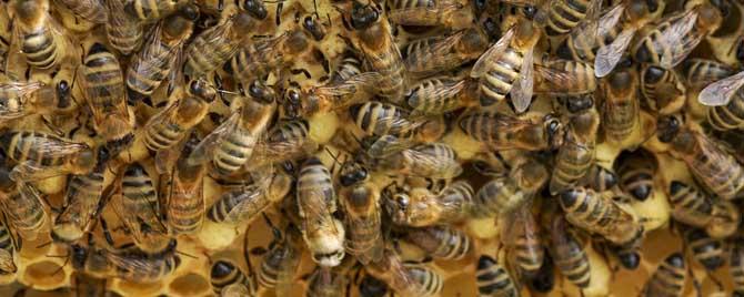 蜜蜂是怎么过冬天的 蜜蜂过冬的方式是什么