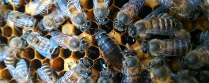 中蜂冬天可以搬动吗 中蜂搬离后多久可以搬回
