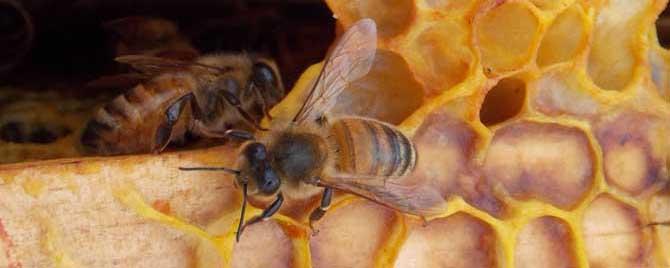 澳洲黑蜂胶都是假的吗 澳洲蜂胶都是假的吗