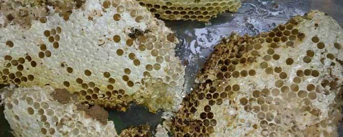 蜂巢蜜哪些人不能吃 蜂巢哪4类人不能吃