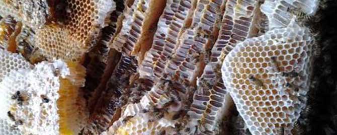 蜂巢熬水治好了鼻炎怎么服用 蜂巢熬水治好了鼻炎是真的吗
