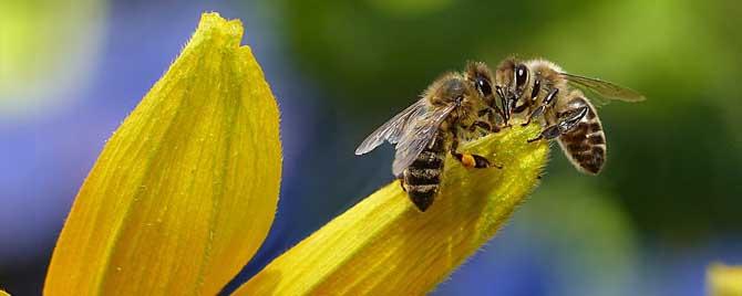 蜂毒对血液血管的影响 蜂毒进入血液会有什么症状