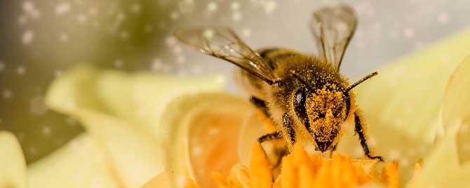 蜂毒进入人体的影响有哪些 蜂毒对人的危害