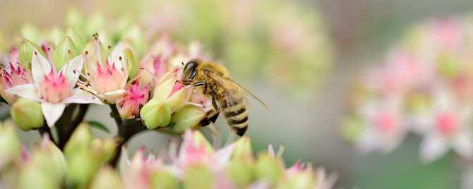 蜂毒属于什么毒素 蜂毒是什么毒素