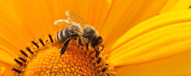 蜂疗对身体有没有害处 蜂疗对身体有害吗