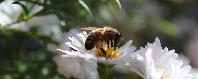 蜂疗的害处和副作用有哪些 蜂疗有什么害处及副作用?