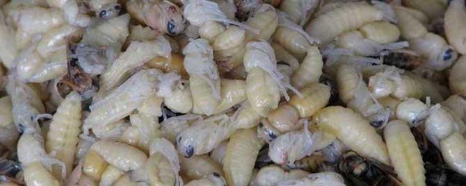 蜂蛹有几种吃法 蜂蛹的吃法有哪些