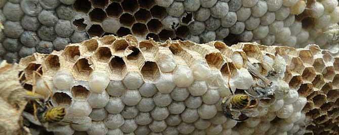 蜂蛹不能跟什么一起吃 蜂蛹不能和什么一起吃