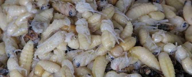 油炸蜂蛹的功效与作用有哪些 油炸马蜂蛹的功效与作用