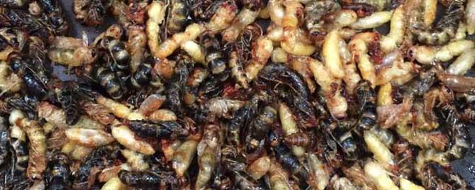女人吃蜂蛹的功效与作用有哪些 女人吃蜂蛹的功效与作用吃法