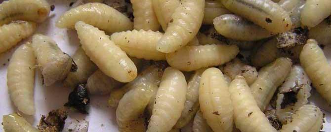 男人吃蜂蛹的功效与作用有哪些 男人吃蜂蛹的功效与作用有哪些好处
