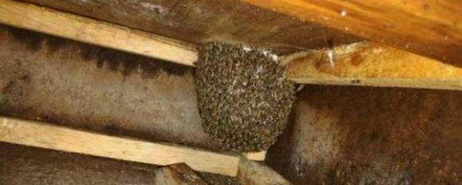 仓蜂和中蜂的区别 仓蜂为什么那么强