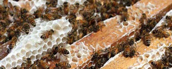 养蜂工具价格多少钱 养蜂工具图片批发价格