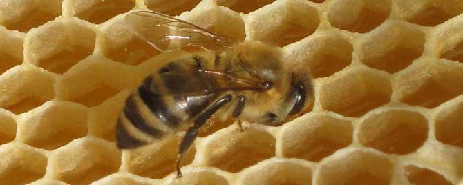 养蜂四季口诀是什么 养蜂择日口诀