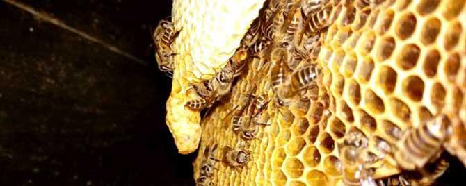 维持大群的中蜂品种有哪些（能维持大群的中蜂蜂种）