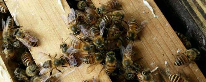 养50箱蜜蜂一年能挣多少钱 二十箱中蜂一年收入多少钱