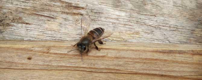 个头最大的中蜂品种是什么 中蜂个体最大的品种是什么?