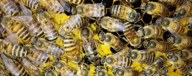 中蜂买什么品种蜂王好 哪里买的中蜂蜂王最好