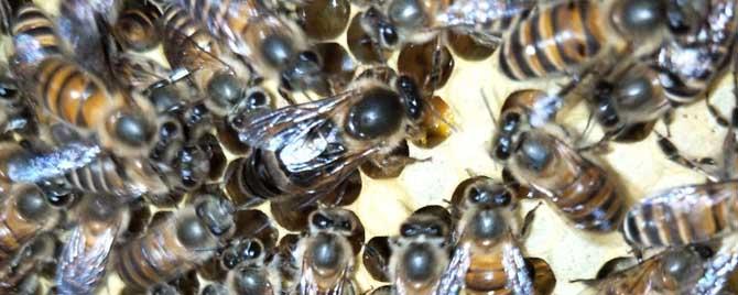 中蜂大量喂白糖的后果有哪些 中蜂喂白糖水什么时候喂