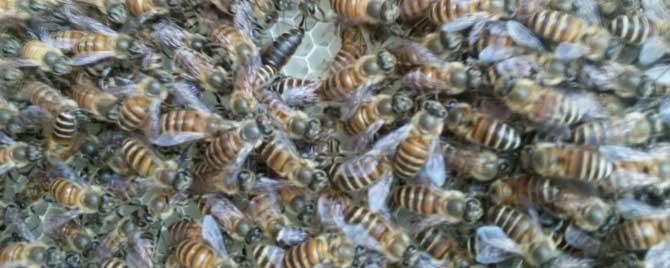 中蜂和意蜂的蜜哪个好养 中蜂和意蜂的蜜哪个好
