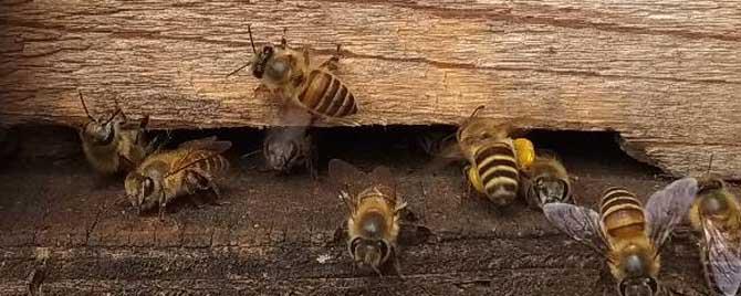 中蜂怎样养殖才发展快 中蜂最佳养殖方法