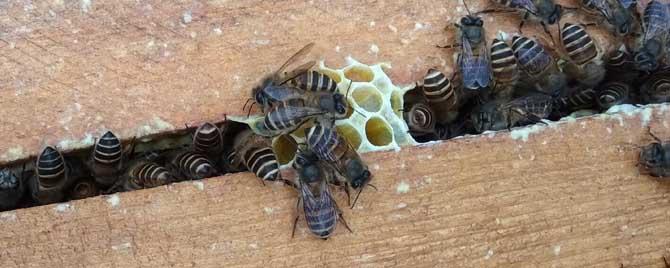中蜂王4种色品种是哪些 中蜂双色王是什么品种