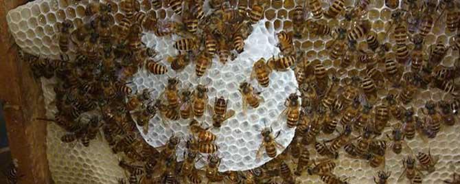 中蜂越冬饲料如何配 中蜂怎样喂越冬饲料
