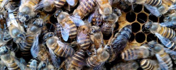 中蜂冬天需要饲喂吗 中蜂越冬需要多少饲料