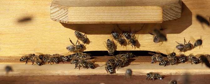 意蜂和中蜂哪个好养 新手适合养中蜂还是意蜂