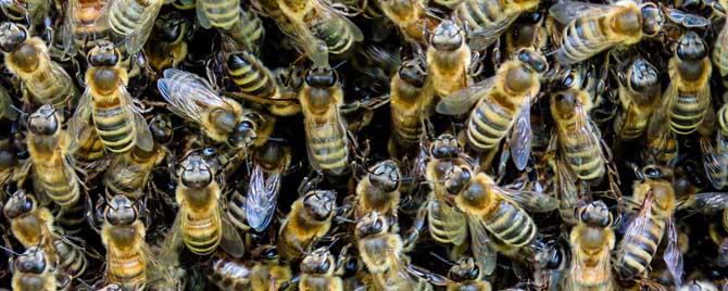 新手养意蜂最好还是养中蜂最好 新手适合养中蜂还是意蜂