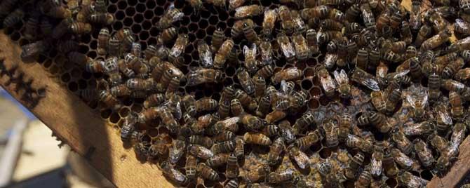 意蜂不断子怎么治蜂螨 意蜂不断子如何治蜂螨