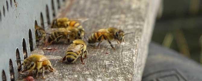 意蜂能定地饲养吗 意蜂定地养最好的蜂种