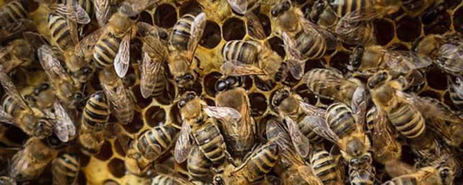 意蜂夏季养殖技术要点有哪些 意蜂的养殖技术