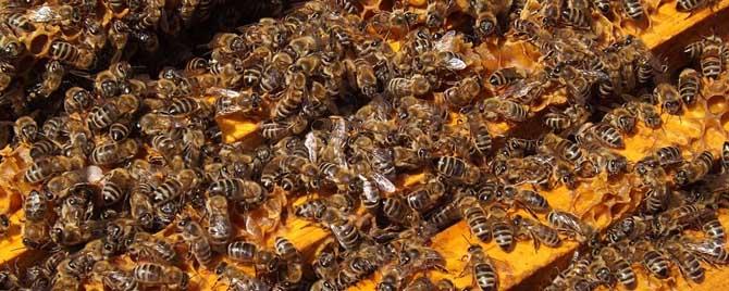 意蜂秋季养殖技术要点有哪些 意蜂饲养技术