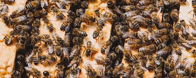意蜂冬季养殖技术要点有哪些 意蜂一年四季养殖技术