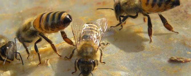 意蜂和中蜂外貌有什么区别 中蜂和意蜂外形有什么区别