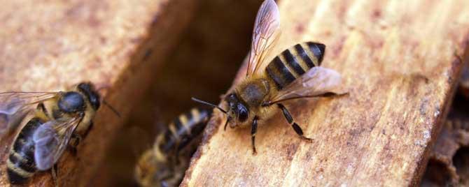 养蜜蜂专用工具有哪些（喂蜜蜂用什么工具）